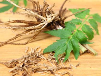 health benefits of Valerian Root tea sleep, anxiety, insomnia, stress, pain, headaches | अनिद्रा, सिरदर्द, माइग्रेन और तनाव की मिनटों में छुट्टी करती है ये जड़ी बूटी, ऐसे करें इस्तेमाल health benefits of Valerian Root tea sleep, anxiety, insomnia, stress, pain, headaches | अनिद्रा, सिरदर्द, माइग्रेन और तनाव की मिनटों में छुट्टी करती है ये जड़ी बूटी, ऐसे करें इस्तेमाल