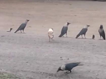 White crow seen in Umaria, Madhya Pradesh, VIDEO went viral, the story of its color change is interesting | Madhya Pradesh:मध्यप्रदेश के उमरिया में दिखा सफेद कौवा, VIDEO हुआ वायरल, दिलचस्प है इसके रंग बदलने की कहानी