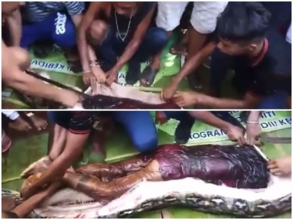 Video 22-foot-long dangerous python preyed 54-year-old Indonesian woman swallowed alive people cut her stomach found body | वीडियो: 22 फुट लंबे खतरनाक अजगर ने 54 साल की बुजुर्ग महिला को बनाया शिकार- निगला जिंदा, लोगों ने पेट काटा तो मिली लाश