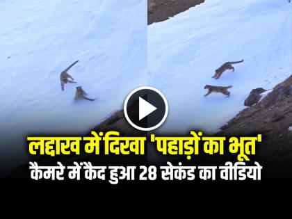 Video of Snow Leopards Playing in Zanskar Valley of Ladakh watch video | VIDEO: लद्दाख में दिखा 'पहाड़ों का भूत', कैमरे में कैद हुआ 28 सेकंड का वीडियो... Video of Snow Leopards Playing in Zanskar Valley of Ladakh watch video | VIDEO: लद्दाख में दिखा 'पहाड़ों का भूत', कैमरे में कैद हुआ 28 सेकंड का वीडियो...