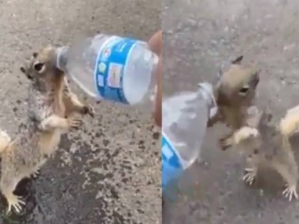 thirsty squirrel started drinking water after snatching the bottle watch viral video | गिलहरी को लगी प्यास तो बोतल छीन कर पीने लगी पानी, नहीं देखा होगा पहले कभी ऐसा, देखें वायरल वीडियो