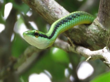 vine snakes new species in peninsular India found by IISc researchers | भारत में मिली सापों की पांच नई प्रजाति, IIS के शोधकर्ताओं ने की खोज, जानें इसके बारे में vine snakes new species in peninsular India found by IISc researchers | भारत में मिली सापों की पांच नई प्रजाति, IIS के शोधकर्ताओं ने की खोज, जानें इसके बारे में