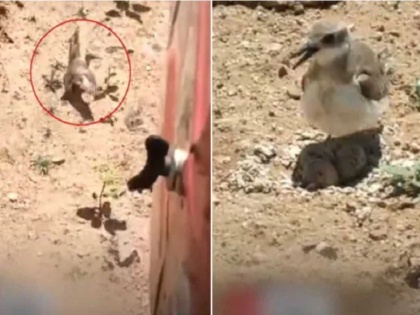 Viral Video Bird stops moving tractor to protect her eggs | अंडे के भीतर पल रहे बच्चों को बचाने के लिए ट्रैक्टर के सामने खड़ी हो गई हिम्मती चिड़िया, देखें वायरल वीडियो