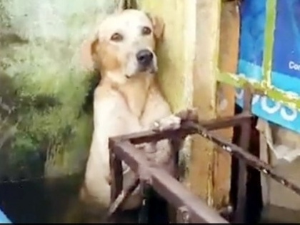 Viral Video: People rescued after seeing a dog trapped in flood water, people got emotional after watching the video | Video: बाढ़ के पानी में फंसे कुत्ते को देख लोगों ने बचाया, वीडियो देखकर भावुक हो गए लोग