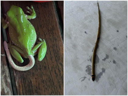 viral facebook post shows green tree frog bring highly venomous species Eastern brown snake baby from backside | फोटो: मेढ़क ने किया जहरीली प्रजाति के सांप का शिकार, मल की तरह निकाला बाहर, तस्वीरें देख लोग रह गए दंग