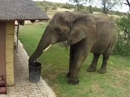 Video viral elephant putting garbage in the dustbin | बगीचे का कचरा डस्टबिन में डालते हुए हाथी का वीडियो वायरल, लोगों ने जानवर को बताया इंसान से बेहतर, देखें VIDEO