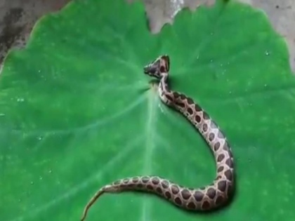 Two headed Russell's Viper snake found on the streets of Maharashtra | महाराष्ट्र में सड़क पर घूमता दो सिर वाला बेहद खतरनाक सांप पकड़ा गया, वीडियो वायरल