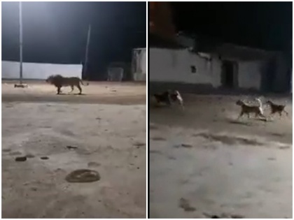 dogs chasing a lion that entered a residential area in Gujarat viral video surface | शिकार के लिए रिहायशी गाँव में घुसा बब्बर शेर; कुत्तों ने दौड़ाया, वायरल वीडियो पर यूजर ने कहा- सच बात है कुत्ता भी अपनी गली में शेर होता है...