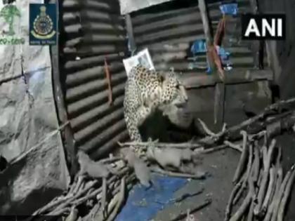 in Maharashtra Nashik female leopard given birth to four cubs in a hut | मादा तेंदुए ने एक झोपड़ी में दिया 4 शावकों को जन्म, सोशल मीडिया पर वायरल हो रहा है वीडियो