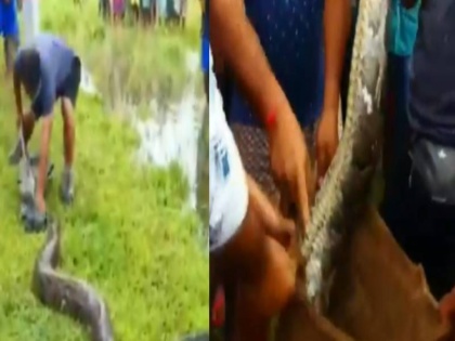 in assam nagaon district apython rescued video viral on social media | जंगल छोड़ गांव में घुसा विशाल अजगर, देख कर डरे लोग, वीडियो सोशल मीडिया पर वायरल