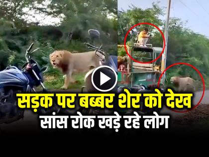 Viral Video Bikers Shocked by lion comes front on road | Viral Video: बब्बर शेर को सामने देख... सांस रोक खड़े रहे लोग, देखें वायरल वीडियो Viral Video Bikers Shocked by lion comes front on road | Viral Video: बब्बर शेर को सामने देख... सांस रोक खड़े रहे लोग, देखें वायरल वीडियो