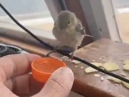 Man saves little bird from drowning in sea viral video on internet | Viral Video: समुद्र में डूब रही थी चीड़िया, शख्स ने बचाया, वीडियो मचा रहा है इंटरनेट पर धूम