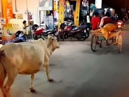 cow runs after injured calf being taken to veterinary hospital in Odisha, heartwarming video viral | Video: घायल बछड़े को अस्पताल ले जाने के दौरान पीछे-पीछे दौड़ती रही उसकी मां, वायरल हुआ वीडियो
