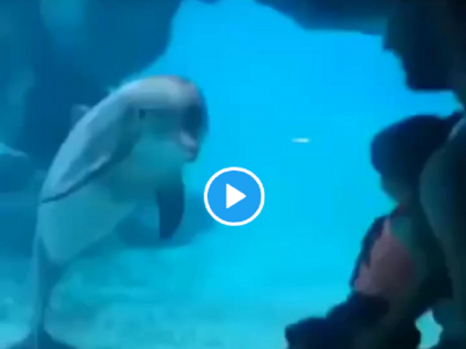 Video: Dolphin fish started laughing at the little girl, the video went viral | Video: छोटी बच्ची को देखा, हंसने लगी डॉल्फिन मछली, वीडियो हुआ वायरल