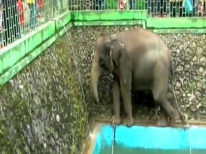 a elephant Open tap and drink water like human video viral on internet | जब प्यास लगने पर हाथी ने खुद से नल खोलकर पीया पानी, लोग देखते ही रह गए, देखें वीडियो