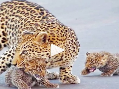 leopardess helping cubs cross road Video viral on social media | तेंदुए ने अपने बच्चों को सिखाया कैसे करते हैं सड़क पार! देखें मजेदार वीडियो