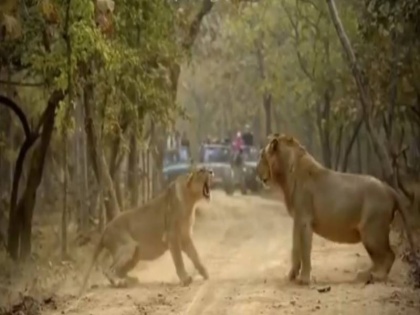lion Lioness Roaring in Gujarat forest video viral on social media | शेरनी के आगे जंगल के राजा शेर की भी नहीं चलती! देखिए इंटरनेट पर वायरल ये दिलचस्प वीडियो