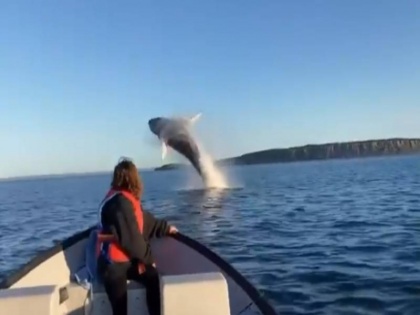 suddenly Whale jump out of water video viral on social media | अचानक पानी से निकली व्हेल मछली, हुआ कुछ ऐसा कि आप भी देखकर रह जाएंगे दंग, देखें वायरल वीडियो