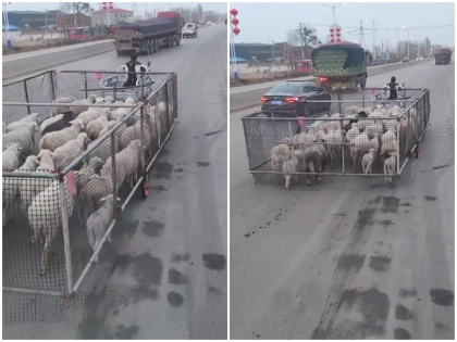 viral video show man pulled out amazing trick to take herd sheep industrialist Harsh Goenka convinced after watching clip | देखें वीडियो: भेड़ों के झुंड को ले जाने के लिए शख्स ने निकाला गजब का जुगाड़, क्लिप देख उद्योगपति हर्ष गोयनका भी हुए कायल