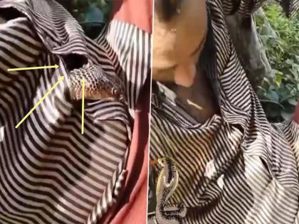 viral video shows man havig cobra in shirt panic and cry | Viral Video: मैदान में आराम कर रहे शख्स के शर्ट में अचानक घुसा खतरनाक कोबरा, मारे डर के अकबका गया व्यक्ति और फिर....