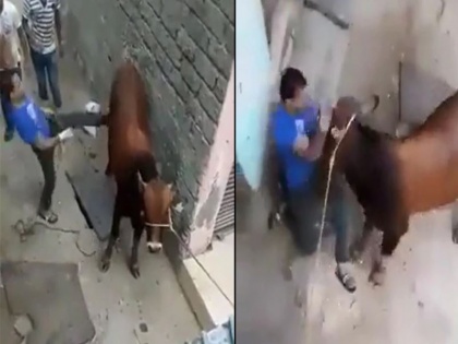 young man kick cow pull tail then karma happen watch viral video | WATCH: शख्स ने पहले गाय को मारी लात- फिर जोर-जोर से खिंचता रहा पूंछ, अंत में जो हुआ उसे देख आप भी हो जाएंगे हैरान