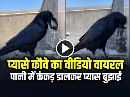 Viral Video Thirsty crow putting pebbles in vessel to drink water | VIDEO: प्यासे कौवे का वीडियो वायरल, पानी में कंकड़ डालकर प्यास बुझाई...