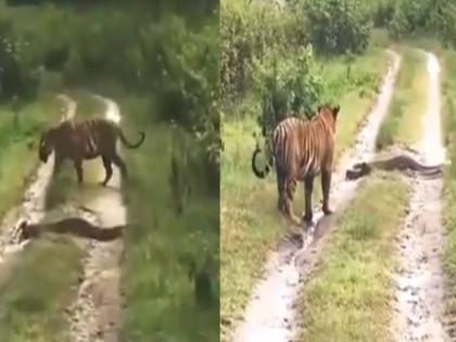 tiger and python face to face in forest viral video on social media | बाघ के रास्ते में मिला विशाल अजगर, दिमाग लगाकर ऐसा लिया काम, देखें वायरल वीडियो