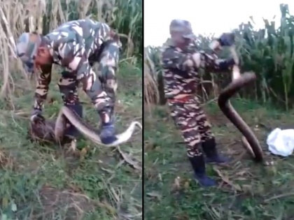in Uttarakhand found two Python Forest department rescue watch viral video | खेत में मिले दो विशाल अजगर, वन विभाग अधिकारी ने कुछ इस तरह से किया रेस्क्यू, देखें वायरल वीडियो