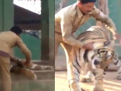 person slaps dreaded tiger video viral on social media | खूंखार बाघ के पास जाकर शख्स ने जड़ दिया थप्पड़, बाघ ने क्या किया देखिए वीडियो