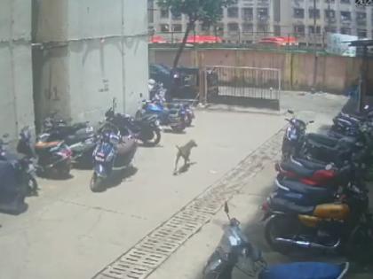 Maharashtra A woman threw acid on a stray dog ​​in Mumbai TV actress Jaya Bhatacharya saved the life of the speechless horrifying video of the incident went viral | महाराष्ट्र: मुंबई में महिला ने आवारा कुत्ते पर फेंका एसिड, इस टीवी एक्ट्रेस ने बचाई बेजुबान की जान; घटना का भयावह वीडियो वायरल