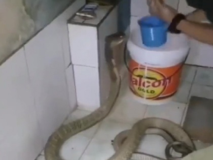 watch Man fearlessly bathing King Cobra in bathroom hair-raising video goes viral | बेखौफ होकर किंग कोबरा को बाथरूम में नहला रहा शख्स, रोंगटे खड़ा कर देने वाला वीडियो वायरल