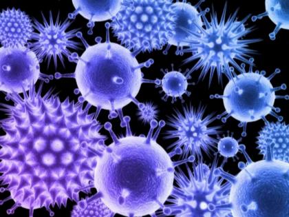 Nipah Virus (NiV): How to prevent our self from Nipah Virus (NiV) | केरल: निपाह वायरस से हो चुकी है अब तक 6 मौतें, ट्रैवल प्लान है तो बरतें ये 4 सावधानियां