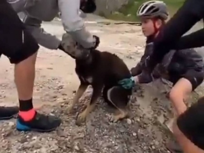 cyclists free dogs head from plastic bottle watch this viral video | कुत्ते के सिर में फंसी थी प्लास्टिक की बोतल, रास्ते से जा रहे लोगों ने इस तरह से की मदद, वीडियो वायरल