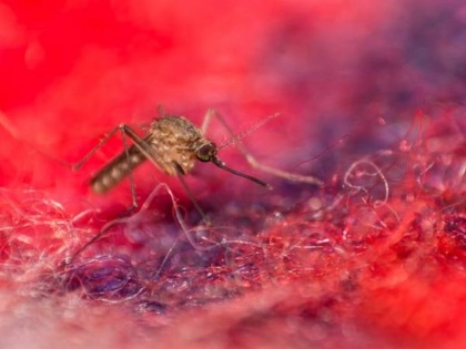 West Nile virus precaution, treatment, ‎Symptoms, Diagnosis Disease in India | भारत में West Nile virus से पहली मौत, मच्छरों से होने वाली इस खतरनाक बीमारी से ऐसे बचें