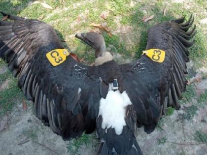 Vulture Caught with GPS Chip and tag at Kushinagar UP | उत्तर प्रदेश के कुशीनगर में मिला घायल गिद्ध, पंखों पर टैग और बॉडी में GPS चिप फिट, देखने के लिए उमड़ी भीड़