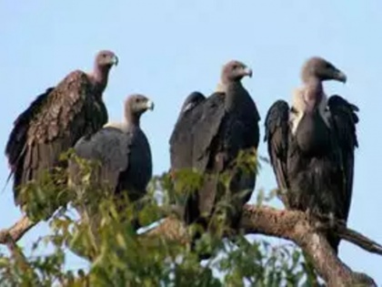 Rajesh Kumar Yadav blog: Jatayu's descendants Vultures are growing slowly in India | राजेश कुमार यादव का ब्लॉग: धीरे-धीरे बढ़ रहे हैं जटायु के वंशज