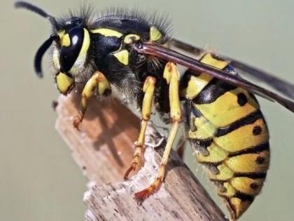 Hamirpur Wasps attack 25 members a family during wedding ceremony 5 in critical condition groom and others seriously injured | हमीरपुरः शादी समारोह के दौरान एक ही परिवार के 25 सदस्य पर ततैये हमला?, 5 की हालत नाजुक, दूल्हा-अन्य गंभीर रूप से घायल