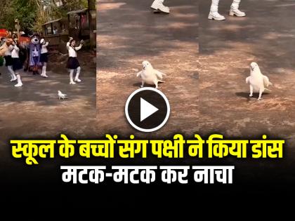 Watch Bird Dancing with School Children on Road Video Goes Viral | VIDEO: स्कूल के बच्चों संग पक्षी ने किया डांस, मटक-मटक कर नाचा, देखें वायरल वीडियो Watch Bird Dancing with School Children on Road Video Goes Viral | VIDEO: स्कूल के बच्चों संग पक्षी ने किया डांस, मटक-मटक कर नाचा, देखें वायरल वीडियो