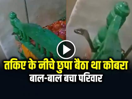 Watch Cobra Snake Hiding Under the Pillow Video Goes Viral | VIDEO: तकिए के नीचे छुपा बैठा था कोबरा सांप, बाल-बाल बचा परिवार, देखें वीडियो Watch Cobra Snake Hiding Under the Pillow Video Goes Viral | VIDEO: तकिए के नीचे छुपा बैठा था कोबरा सांप, बाल-बाल बचा परिवार, देखें वीडियो