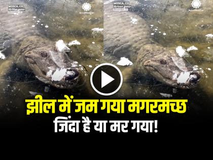 Watch Crocodile Frozen in Lake Video Goes Viral on social media | VIDEO: कड़ाके की सर्दी में झील में जम गया मगरमच्छ, जिंदा है या मर गया!, देखें वायरल वीडियो Watch Crocodile Frozen in Lake Video Goes Viral on social media | VIDEO: कड़ाके की सर्दी में झील में जम गया मगरमच्छ, जिंदा है या मर गया!, देखें वायरल वीडियो