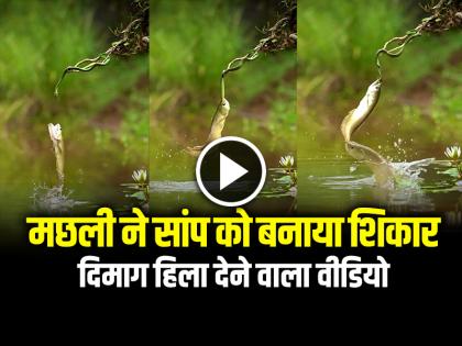 Watch Fish Attack on Snake Video Goes Viral on Social Media | VIDEO: मछली ने सांप को बनाया शिकार, 16.6 मिलियन बार देखा गया, दिमाग हिला देने वाला वीडियो Watch Fish Attack on Snake Video Goes Viral on Social Media | VIDEO: मछली ने सांप को बनाया शिकार, 16.6 मिलियन बार देखा गया, दिमाग हिला देने वाला वीडियो