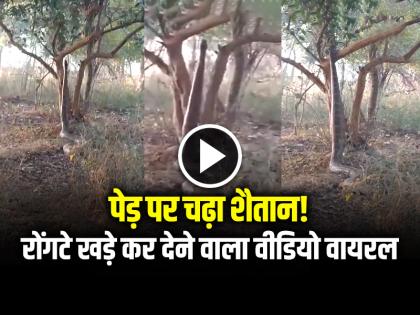 Watch Giant Python Climbing a Tree Video Goes Viral on social media | VIDEO: पेड़ पर चढ़ा शैतान!, रोंगटे खड़े कर देने वाला वीडियो वायरल... Watch Giant Python Climbing a Tree Video Goes Viral on social media | VIDEO: पेड़ पर चढ़ा शैतान!, रोंगटे खड़े कर देने वाला वीडियो वायरल...