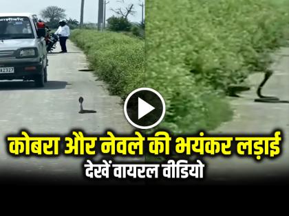 Watch King Cobra and Mongoose Fight on Road video viral | VIDEO: बीच सड़क पर कोबरा और नेवले की भयंकर लड़ाई, देखें वायरल वीडियो