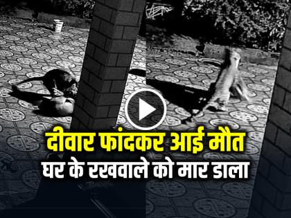 Watch Leopard Attacked a Pet Dog in Kanker District, killing it see video | VIDEO: दीवार फांदकर आई मौत, घर के रखवाले को मार डाला, देखें वायरल वीडियो Watch Leopard Attacked a Pet Dog in Kanker District, killing it see video | VIDEO: दीवार फांदकर आई मौत, घर के रखवाले को मार डाला, देखें वायरल वीडियो