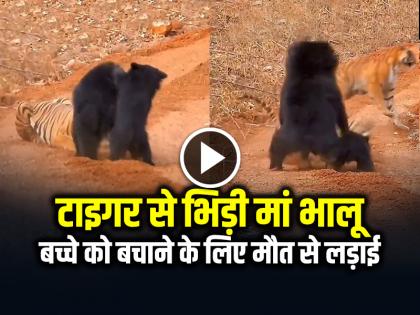Watch Mother Bear Fight with Tiger to save her child video goes viral on social media | VIDEO: बच्चे को बचाने के लिए खूंखार बाघ से भिड़ी मां भालू, देखें जंगल का भयानक वीडियो Watch Mother Bear Fight with Tiger to save her child video goes viral on social media | VIDEO: बच्चे को बचाने के लिए खूंखार बाघ से भिड़ी मां भालू, देखें जंगल का भयानक वीडियो