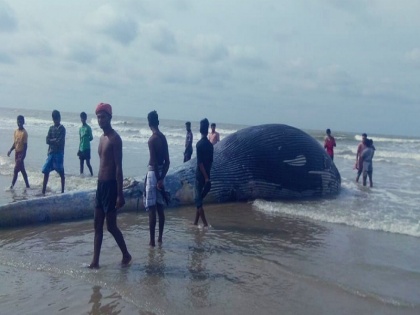 35-Foot Whale Washes Up On west Bengal's Mandarmani Beach picture video goes viral | पश्चिम बंगाल में समुद्र किनारे अचानक दिखी 35 फुट की विशाल व्हेल, देखने जुटी भीड़, देखें वायरल वीडियो
