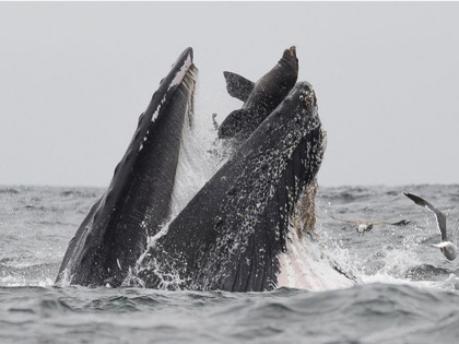 humpback whale nearly swallowed a sea lion in Monterey Bay, pic viral | जब व्हेल मछली के जबड़े में फंसा ये समुद्री जानवर, दुनिया भर में वायरल हुई तस्वीर