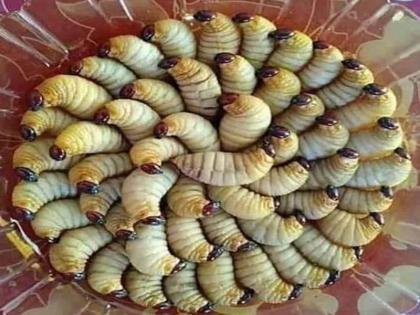 What is the effect of genes and neurotransmitters on sleep in worms finds study | कीड़ों के जीनों में परिवर्तन करके नींद के रहस्य का लगाया गया पता, जानें अध्ययन में क्या खुलासा हुआ