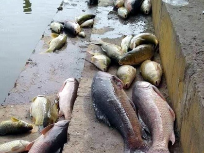 Thousands of fish died in Dal Lake common Kashmiris said G20 meeting took their lives | डल झील में मर गई हजारों मछलियां, आम कश्मीरियों ने कहा- जी20 की बैठक ने ली जान