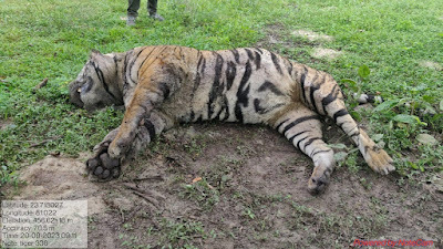 Another tiger dies in Bandhavgarh National Park 11 tigers dead in six months | बांधवगढ़ नेशनल पार्क में एक और बाघ की मौत, छह महीने में 11 बाघों की मौत